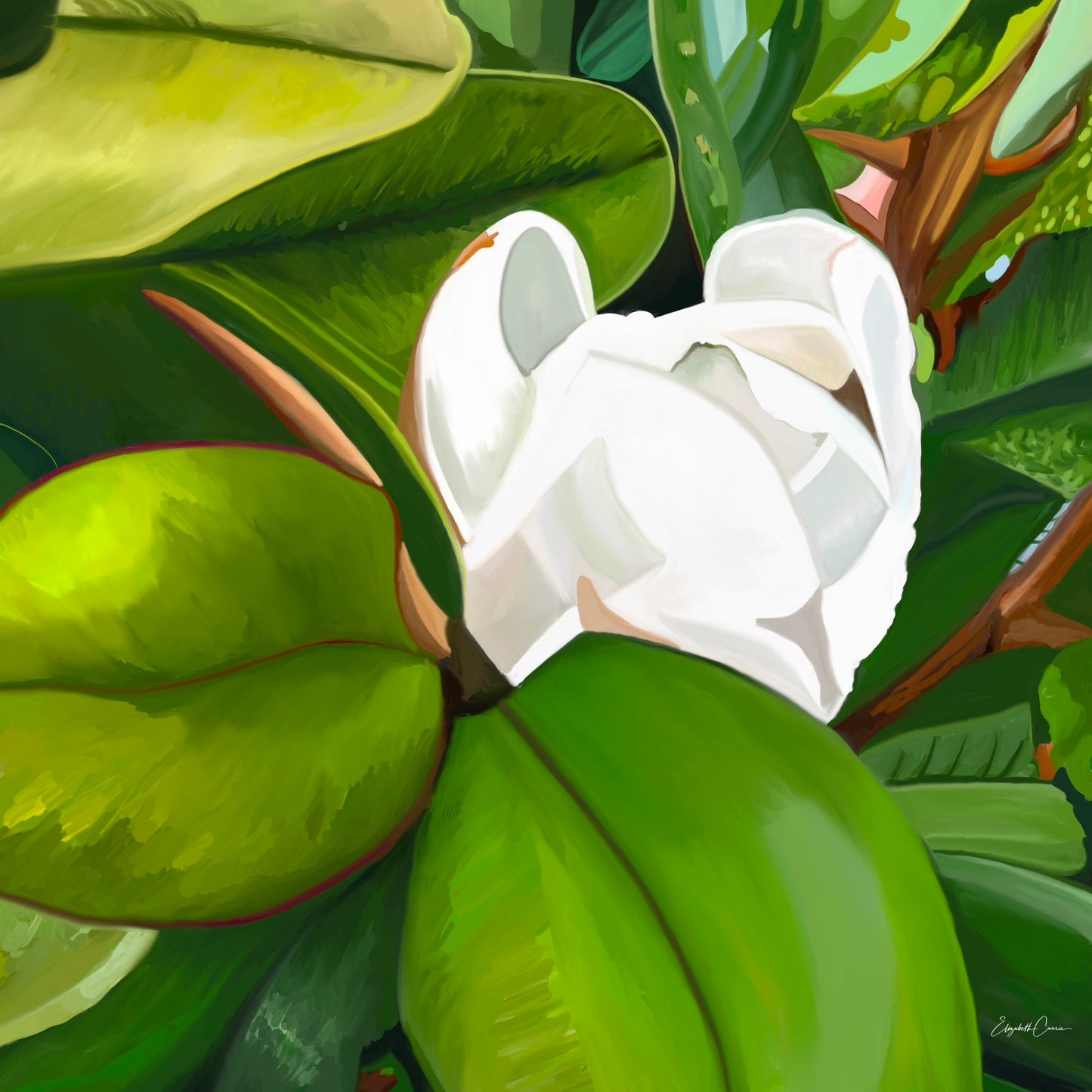 Teddy Bear Magnolia - Fine Art Canvas Prints
