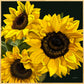 Sunshine - Fine Art Canvas Prints