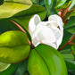 Teddy Bear Magnolia - Fine Art Canvas Prints