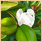 Teddy Bear Magnolia - Fine Art Canvas Prints