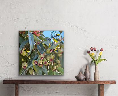 Gumnuts - Fine Art Canvas Prints