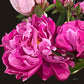 Jewel - Fine Art Canvas Print