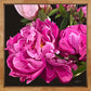 Jewel - Fine Art Canvas Print
